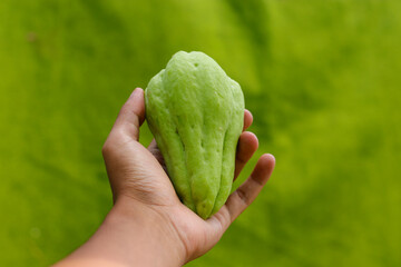 Hand holding Fresh chayote or Sechium edule (Also known as mirliton, güisquil, pimpinela and...
