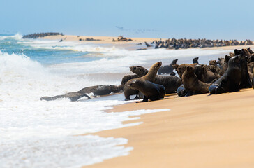 Fototapeta premium lot of fur seals on the coast of the ocean