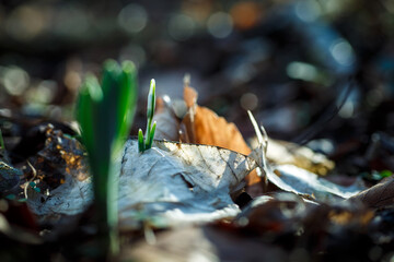 Schneegl&ouml;ckchen kurz vorn den Aufbl&uuml;hen