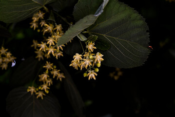 The linden flowers 10