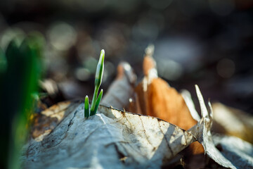 Schneegl&ouml;ckchen Knospen Aufbl&uuml;hen Fr&uuml;hling