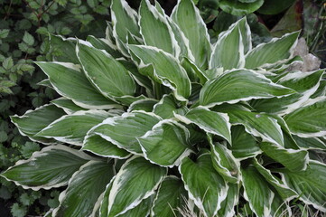 Obraz premium Hostas plants for the garden.