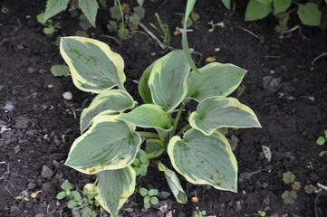 Hostas plants for the garden.