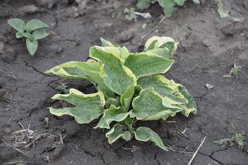 Hostas plants for the garden.