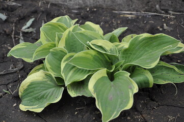 Hostas plants for the garden.