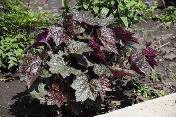 Garden flowers 