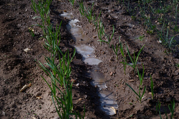Huerto regado con surcos llenos de agua, cebollas plantadas