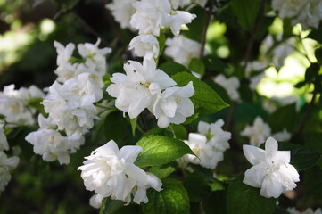 Garden flowers 