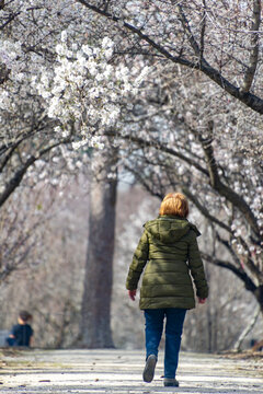 Woman walking along a path where on the sides, almond tree with branches full of white flowers in the El Retiro park in Madrid, in Spain. Europe. Spring. Photography.