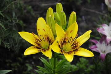 Obraz premium Garden flowers 