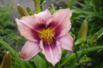 Fototapeta premium Garden flowers 