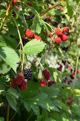 Jeżyna - niedojrzale owoce, Rubus