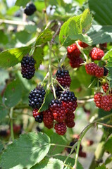 Jeżyna - niedojrzale owoce, Rubus