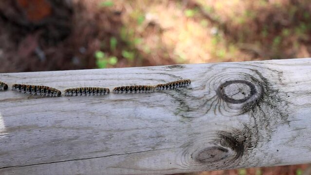 close up video of a large line of Pine processionary (Thaumetopoea pityocampa)