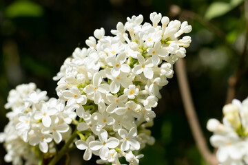 beautiful white lilac branch against the sky