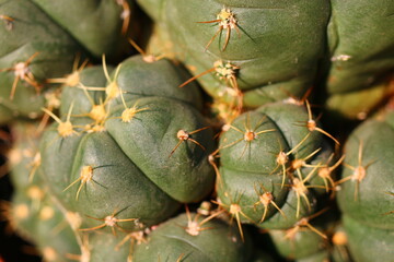 Gymnocalycium cactus kaktus