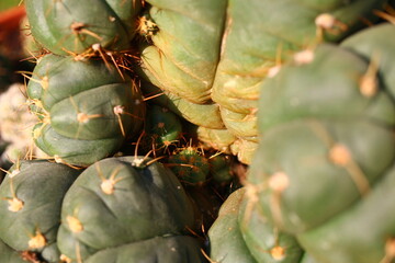 Gymnocalycium cactus kaktus