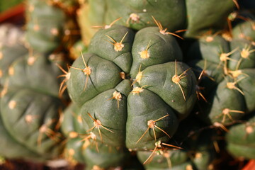 Gymnocalycium cactus kaktus