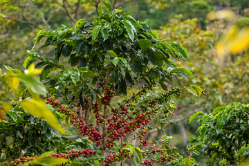 Colombian coffee