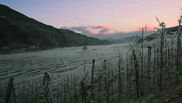 Frostbew&auml;sserung der Apfelb&auml;ume am fr&uuml;hen Morgen. Sonnenaufgang in S&uuml;dtirol. 