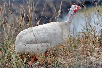 Helmeted guineafowl (Numida meleagris) branca isolada e solta no meio do mato
