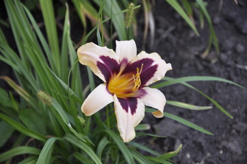 Fototapeta premium Garden flowers 