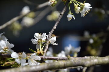 Pszczoła i biały kwiat wiśni. - obrazy, fototapety, plakaty
