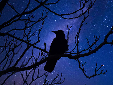 The night crow