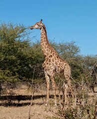 South Africa - Safari - Giraffe
