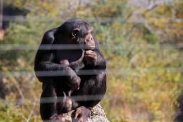 South Africa - Safari - Monkey
