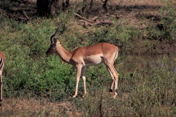 South Africa - Safari - Deer