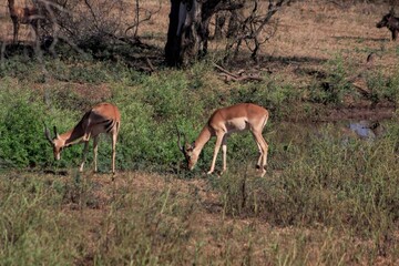 South Africa - Safari - Deer

