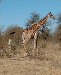 South Africa - Safari - Giraffe
