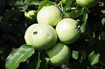 Apples in the garden on a branch 