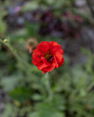Czerwony Kwiat 