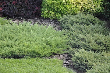 Landscaping of a garden plot. Flowers and plants in landscape design. 