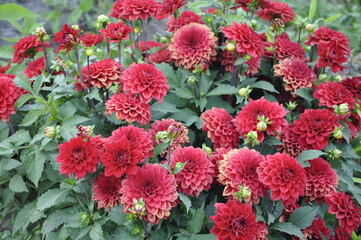 Garden flowers 