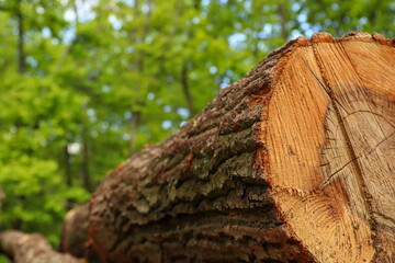 Close-up on a cut tree in the forest during a summer day. In the background green trees with leaves. Bark on a tree.