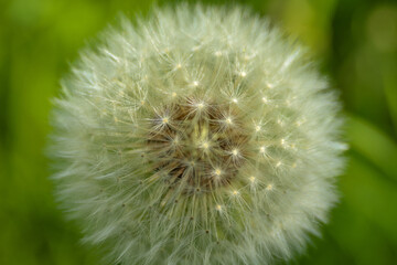 Dandelion abstract background. Beautiful white fluffy dandelions, dandelion seeds in sunlight. Blurred natural green spring background. Macro photography, selective focus, close up.