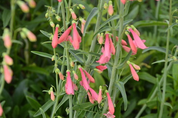 Delicate red flower in the garden. Penstemon barbatus.