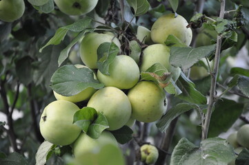 Apples in the garden on a branch 