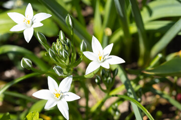 ptitsemlechnik , a green plant with white flowers