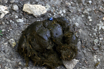 Animal excrement in nature close-up. Natural fertilizer. Environmental pollution.