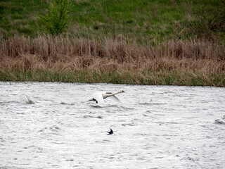 Concept. Competition between a swan and a swallow on the lake. Swan taking off. A swallow flies 
by his side. About the importance of limb length in the context of crossing a finish line.