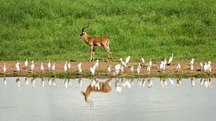 Antelope with egrets near a waterhole. 
Taita Hills Wildlife Sanctuary. Kenya