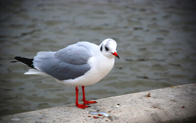 bird in paris