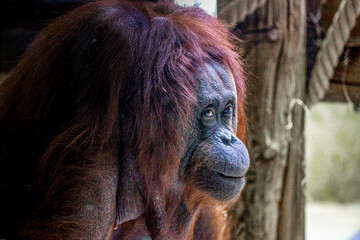 Portrait d'orang outan qui vous suit du regard