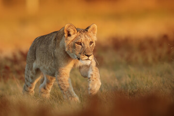 Fototapeta na wymiar nice and cute young female lioness (Panthera leo) running after someone else's