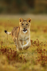 nice and cute young female lioness (Panthera leo) running through the savannah