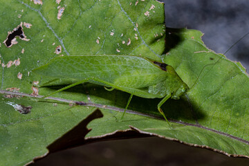 Green, long-legged katydid foraging on a leaf in the rainforest,  Rio de Janeiro, Brazil